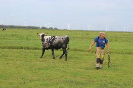 Brandweer redt koe uit de sloot in Blaricum