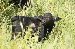 Eerste waterbuffels geboren in Waterlandtak-West (Diemerscheg) Muiden