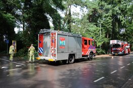 Grote tak breekt uit boom in Bussum