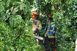 Grote tak breekt uit boom in Bussum