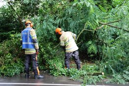 Grote tak breekt uit boom in Bussum