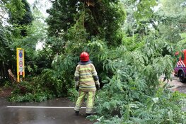 Grote tak breekt uit boom in Bussum