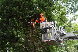 Grote tak breekt uit boom in Bussum