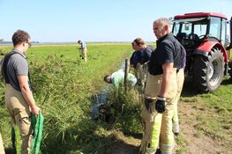 27 graden in Blaricum, koe in de sloot
