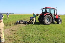27 graden in Blaricum, koe in de sloot
