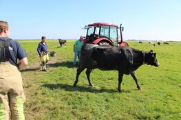 27 graden in Blaricum, koe in de sloot