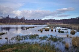 Zelfs de das gaat onder het spoor door