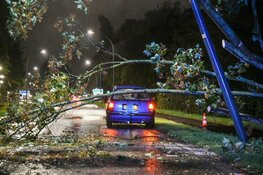 Auto loopt schade op door omgewaaide boom