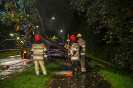 Auto loopt schade op door omgewaaide boom