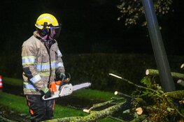 Auto loopt schade op door omgewaaide boom