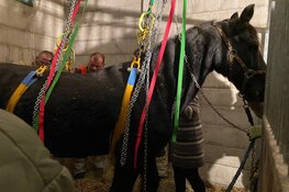 Paard in nood in stal in Huizen, brandweer twee uur bezig