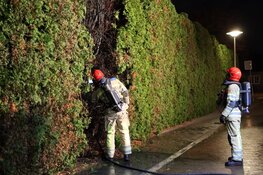 Voor zoveelste keer conifeer in brand in Naarden