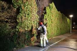 Voor zoveelste keer conifeer in brand in Naarden