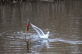 Meeuw gered door brandweer in Blaricum