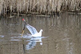 Meeuw gered door brandweer in Blaricum