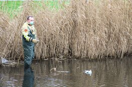 Meeuw gered door brandweer in Blaricum