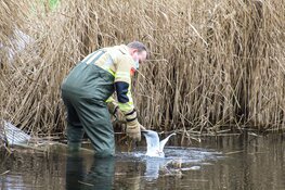 Meeuw gered door brandweer in Blaricum