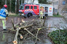Bomen omgewaaid in Naarden