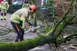 Meerdere bomen omgewaaid in Naarden, Laren en Huizen