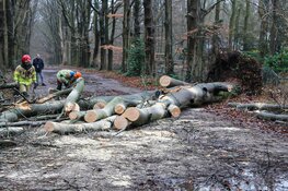 Meerdere bomen omgewaaid in Naarden, Laren en Huizen
