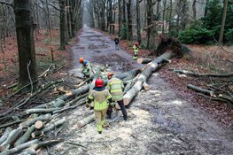 Meerdere bomen omgewaaid in Naarden, Laren en Huizen