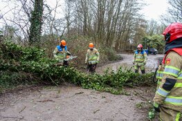 Meerdere bomen omgewaaid in Naarden, Laren en Huizen