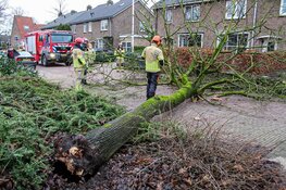 Meerdere bomen omgewaaid in Naarden, Laren en Huizen