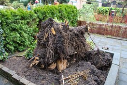 Meerdere bomen omgewaaid in Naarden, Laren en Huizen