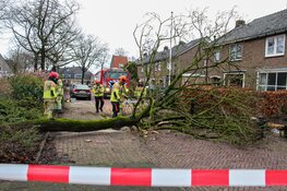 Meerdere bomen omgewaaid in Naarden, Laren en Huizen