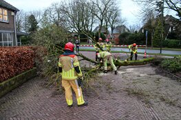 Meerdere bomen omgewaaid in Naarden, Laren en Huizen