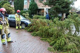 Meerdere bomen omgewaaid in Naarden, Laren en Huizen