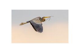 Broedplekken zeldzame purperreiger Naardermeer beschermd