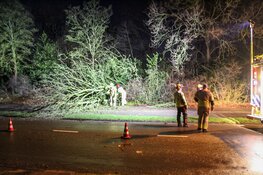 Boom omgewaaid langs H.A. Lorentzweg in Bussum