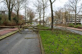 Omgewaaide boom blokkeert weg in Huizen