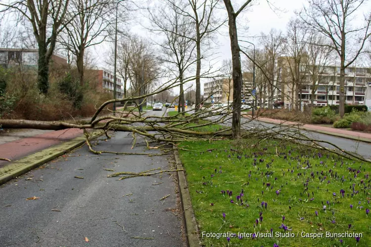 Omgewaaide boom blokkeert weg in Huizen