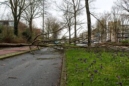 Omgewaaide boom blokkeert weg in Huizen