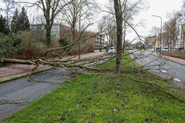 Omgewaaide boom blokkeert weg in Huizen