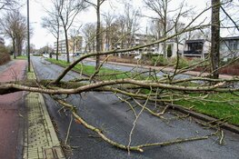 Omgewaaide boom blokkeert weg in Huizen