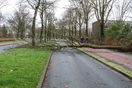 Omgewaaide boom blokkeert weg in Huizen
