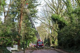 Boom dreigt om te vallen in Blaricum, brandweer ter plaatse