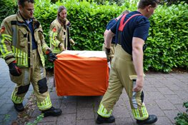 Gewonde vos gered in achtertuin van woning in Naarden