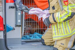 Gewonde vos gered in achtertuin van woning in Naarden