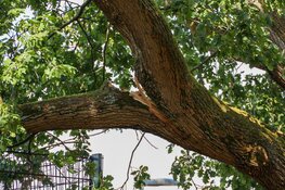 Brandweer Bussum verwijdert grote tak boven voetbalveld