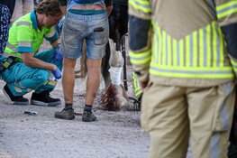 Paard slaat op hol,ruiter en paard gewond in Blaricum