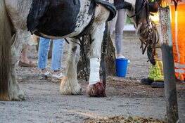 Paard slaat op hol,ruiter en paard gewond in Blaricum
