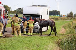Paard in de sloot in Eemnes