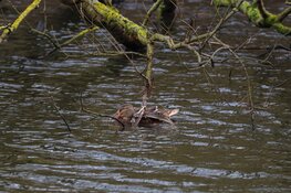 Eend gered in park Huizen