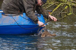 Eend gered in park Huizen