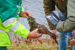 Eend gered in park Huizen
