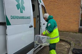 Eend gered in park Huizen